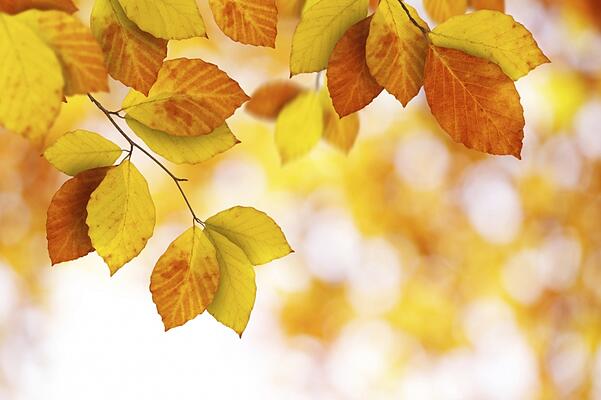 fall_blog
