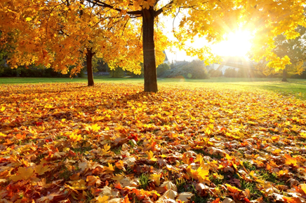 leaves.png leaves.png